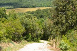 mountain bike maremma