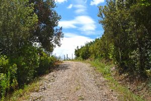 mountain bike toscana