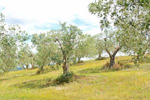 agriturismo toscana tra le colline