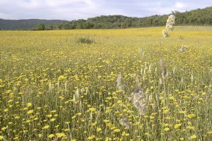 podere maremma toscana