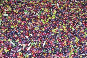 Borgo Le Moraiole Le Olive azienda olio massa marittima