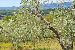 olio toscana