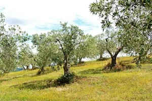 Le Moraiole l'oliveta