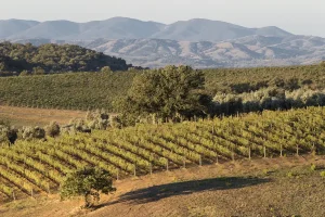 Consorzio Montecucco