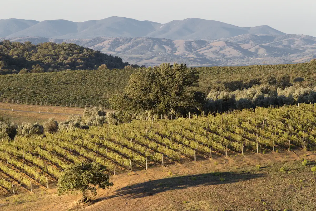 Vitigni del vino Montecucco DOC