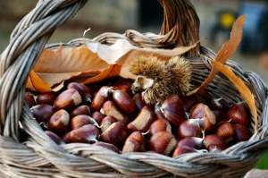 Castagne IGP del Monte Amiata