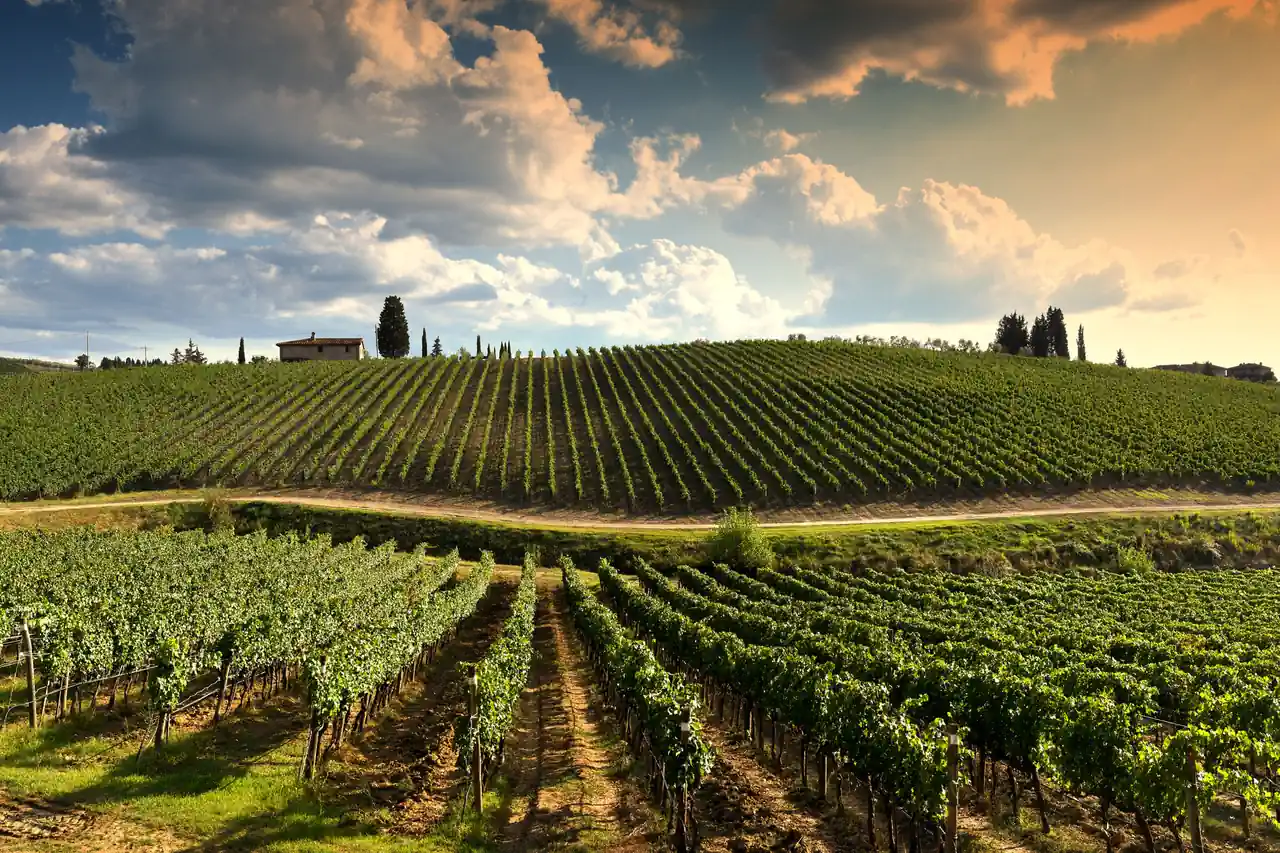 Strada del vino Monteregio Massa Marittima